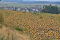 View of field pumpkins, region Lower Austria Royalty Free Stock Photo