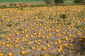 View of field pumpkins, region Lower Austria