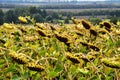 View of the field with ripe sunflowers. Autumn, harvesting. Royalty Free Stock Photo