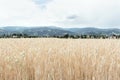 View of a field of ripened spikelets of golden wheat against the background of mountains. The concept of agriculture, nature Royalty Free Stock Photo