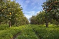 A view of a field of Sicilian Orange Trees