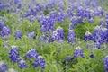 Field of Bluebonnets Royalty Free Stock Photo