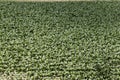 Field with Tobacco plants, Nicotiana tabacum Royalty Free Stock Photo