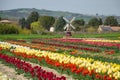 View of field of tulips in the Spoleto countryside, Umbria, Italy