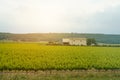 View of a field with vineyards and farm buildings in the rays of the setting sun in the south of France. Royalty Free Stock Photo