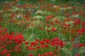 View of field with wild flowers: poppies, daisies and cornflowers in the summer Royalty Free Stock Photo