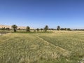 Crop fields on the banks of the Nile, Egypt Royalty Free Stock Photo