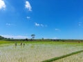 View of fields and green trees against background of blue sky and white clouds. A group of cultivators were walking successively Royalty Free Stock Photo