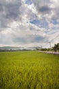 Landscape views of field and cloud