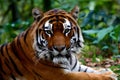 view Fierce bengal tiger stares intensely in tranquil forest setting