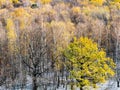 View of first snow in oak and birch autumn forest