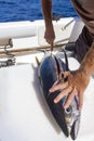 View of fisherman`s hands and knife when cutting yellowfin tuna on board yacht at sea