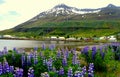 The View Of The Fjord, Buildings And Residential Homes Overlooking The Beautiful Lupine Flowers And The Mountains Near