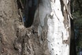 VIEW OF FLAKING BARK ON THE TRUNK OF A EUCALYPTUS TREE Royalty Free Stock Photo