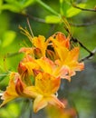 Closeup View of Flame Azalea Flowers Royalty Free Stock Photo