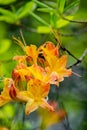 View of Flame Azalea Flowers Royalty Free Stock Photo