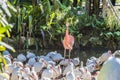 A view of a flamingo amongst a flock of American White Ibis in a garden near Fort Lauderdale, Florida