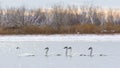 Flock of adult trumpeter swans (Cygnus Buccinator) swimming in a lake