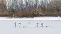 Flock of adult trumpeter swans (Cygnus Buccinator) swimming in a lake
