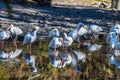 A view of a flock of American White Ibis in a garden near Fort Lauderdale, Florida