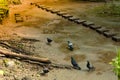 View Flock of beautiful feral pigeons close up.