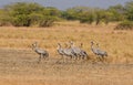 View of a flock of cranes walking at the Velavadar National Park Royalty Free Stock Photo