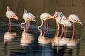 View of flock of flamingos in water