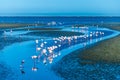 A view of a flock of flamingos in the waters of Walvis Bay