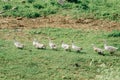 View of flock of geese walking in field