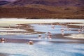 View flock of James Flamingo feeding in the Canapa Lake