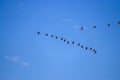 View of a flock of migrating birds hovering in the blue sky Royalty Free Stock Photo
