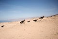 View of a flock of Northern bald ibis on the sandy shores in Morocco