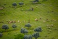 View of flock of sheep with light and dark colors, grazing in field of olive trees and green herbs Royalty Free Stock Photo