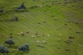 View of flock of sheep with light and dark colors, grazing in field of olive trees and green herbs Royalty Free Stock Photo