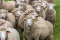 View of flock of sheep on mountains, grazing farmland field, green herbs, in Spain