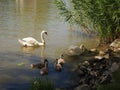 View of a flock of swans near a shore of a river Royalty Free Stock Photo