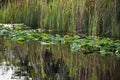 View of the Florida swamp from a boat ramp Royalty Free Stock Photo