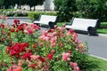 View of a flower bed of bushes of red and pink roses in the park against the background of benches Royalty Free Stock Photo