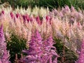 View of a flower bed of different varieties of astilbe blooming with different shades of pink, purple and white in the garden Royalty Free Stock Photo