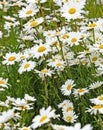 View of a flower bed with many white daisies, Leucanthemum Royalty Free Stock Photo