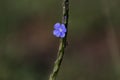 A view of flower with dark background Royalty Free Stock Photo