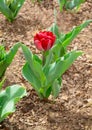 View of a flower of a growing red tulip Royalty Free Stock Photo