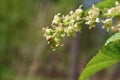 View of the flowering branch of black currant Royalty Free Stock Photo