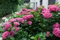 View of the flowering bushes of pink and white hydrangea in the courtyard of the house. Royalty Free Stock Photo
