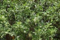 A flowering Citrus plant with the immature fruits and white flowers with leaves Royalty Free Stock Photo