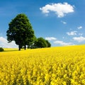 View of flowering field of rapeseed with trees