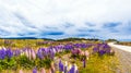 View of flowering lupines along the road in the national park Torres del Paine, Patagonia, Chile Royalty Free Stock Photo