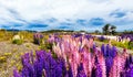 View of flowering lupines along the road in the national park Torres del Paine, Patagonia, Chile Royalty Free Stock Photo