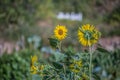 View of flowering sunflowers, vivid yellow flowers