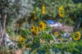 View of flowering sunflowers, vivid yellow flowers